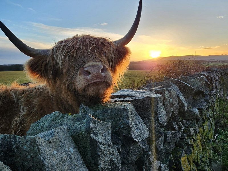 Scottish Highlands Glamping